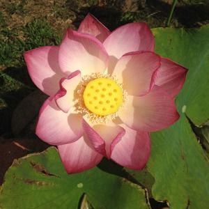 Meet your Posher, Lois